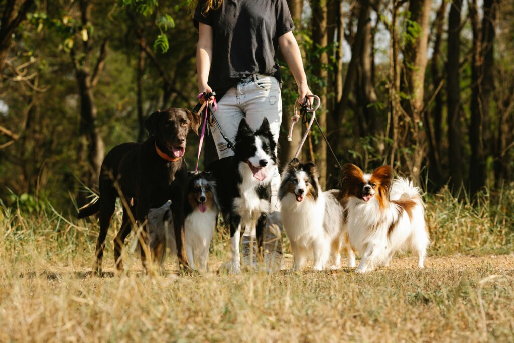 hoe kies je de juiste hond