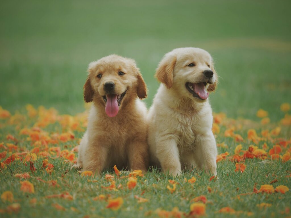 puppies honden