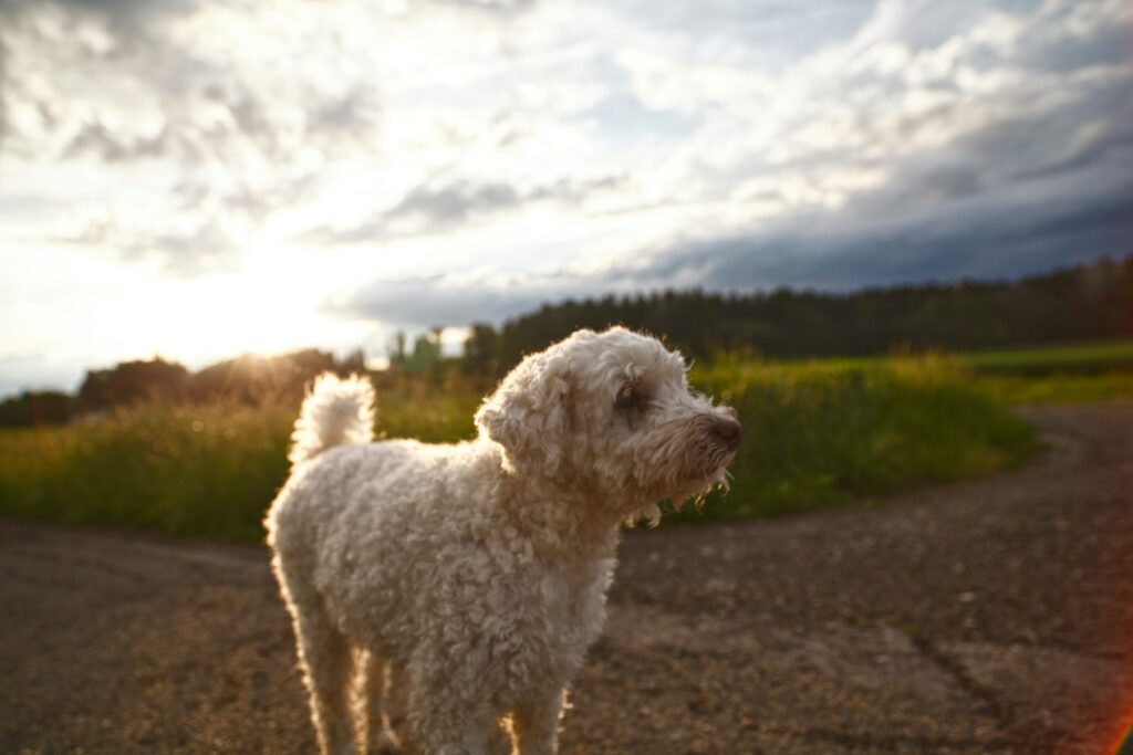 hond afkoelen