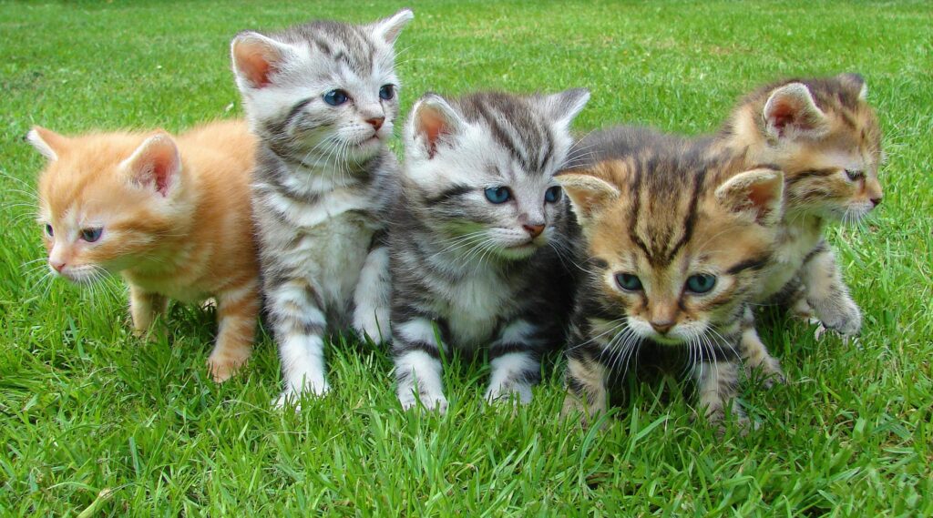 kittens katten